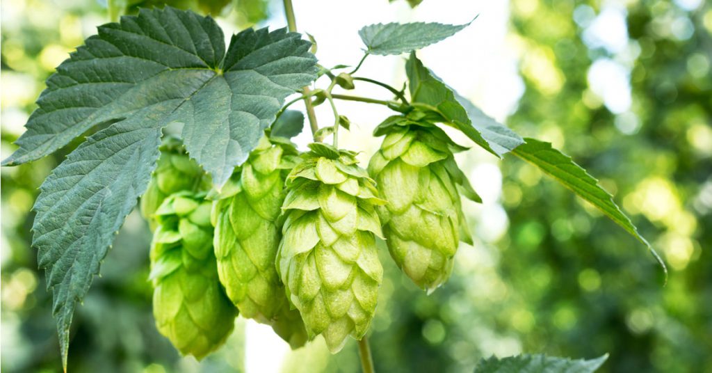 Information on the importance of hops to brew beer